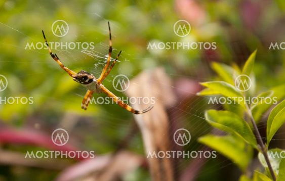 argiope argentata