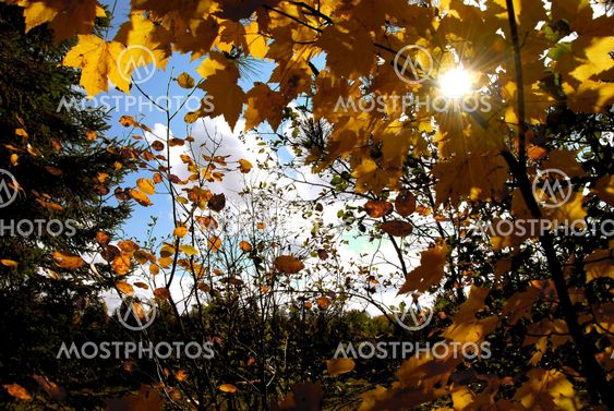 Autumn sun