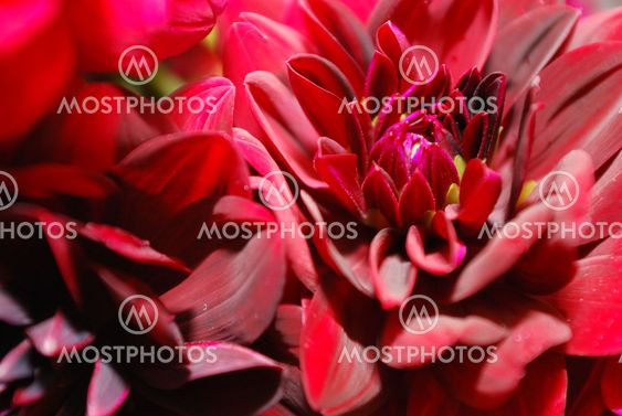 Flower center - Peony