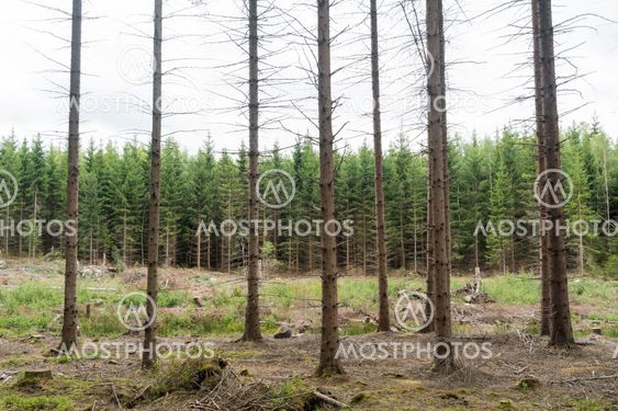 Spruce tree forest in different ages
