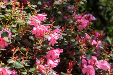 Pink Azalea (Rhododendron williamsianum) in full bloom...