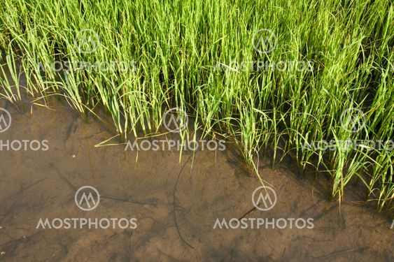 Seedlings of rice growing in paddy fields with water