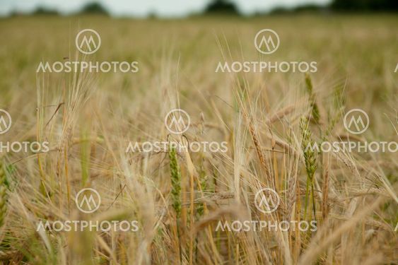wheat field