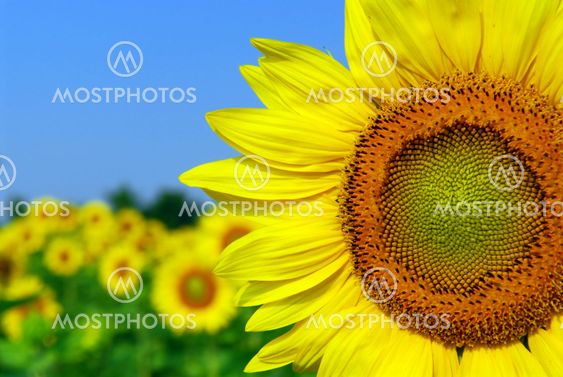 Sunflower field