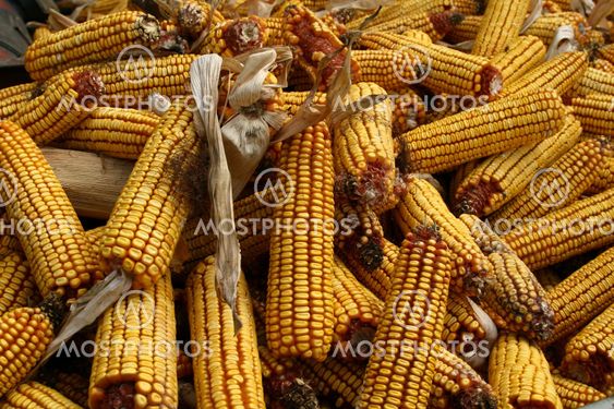 Pile of corn