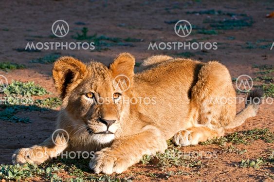 Lion - Löwe