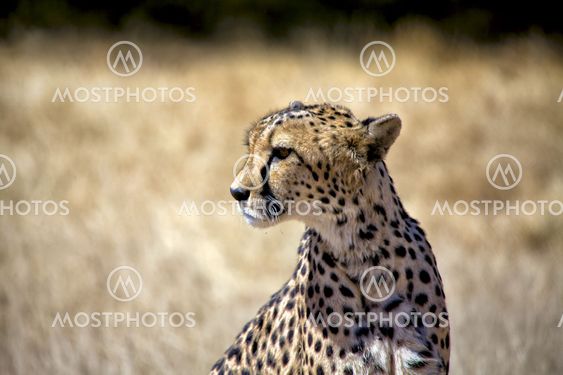 a cheetah in etosha national park namibia africa