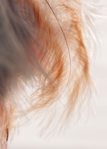 Brown feathers texture .Beautiful wallpaper in...