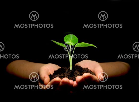 plant in hands