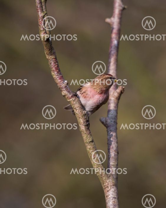 A Redpoll (Carduelis cabaretis) perched on a branch