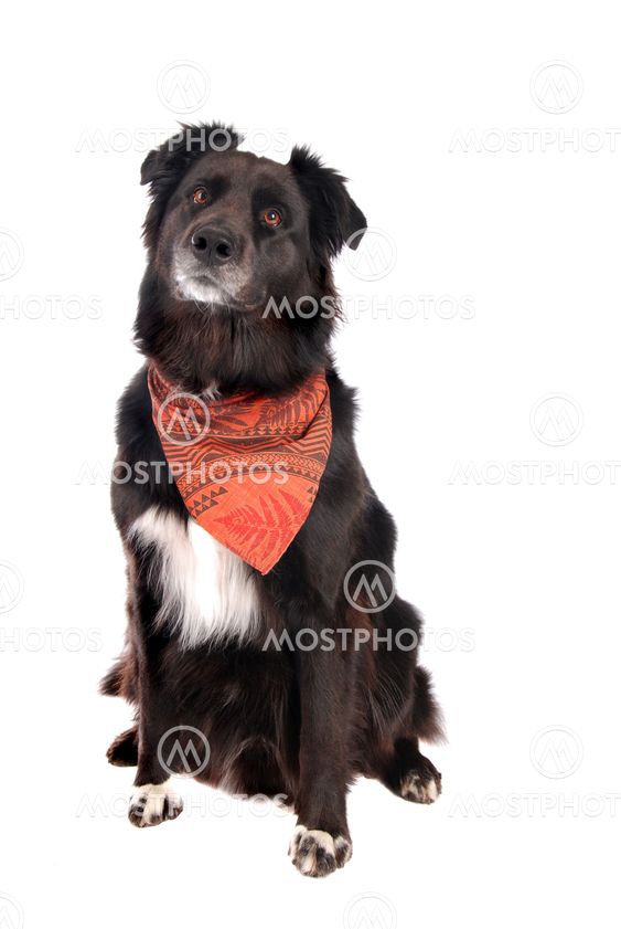 Black Dog Sitting