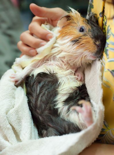 selective focus on white, black, orange brown guinea pig...