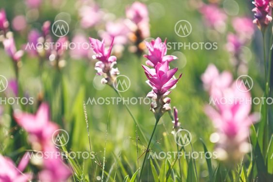 Pink field of Siam tulip