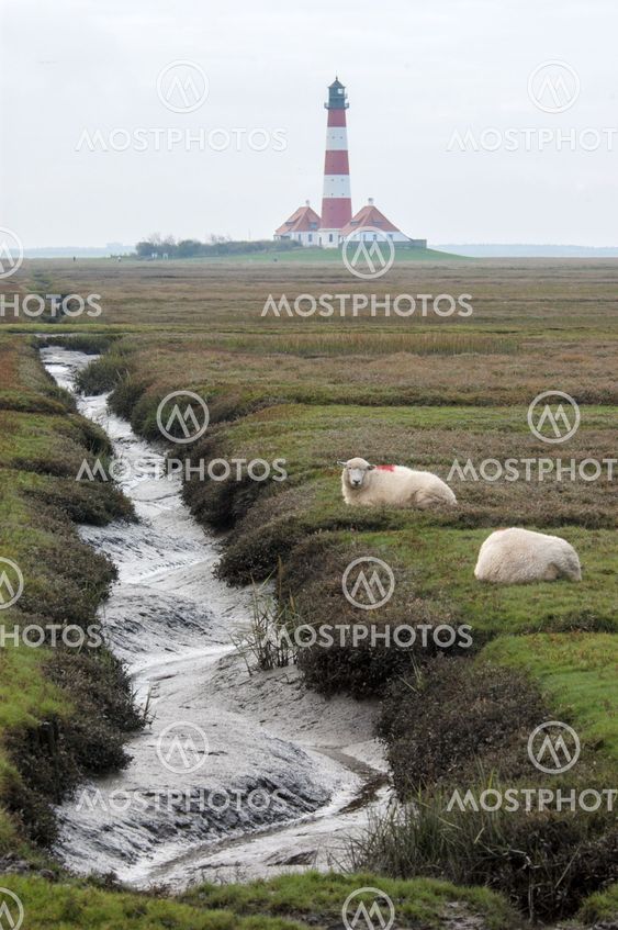Schafe vor Leuchtturm bei leicht diesigem Wetter an der...