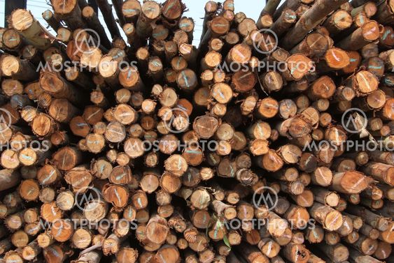 A pile of wood.