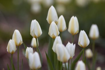 Flowers, countryside and outdoor with nature, landscape...