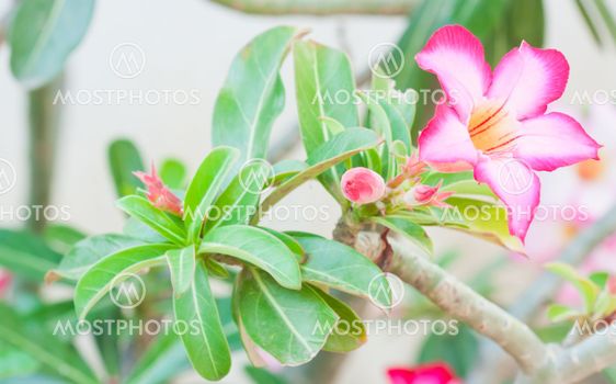 Pink Impala Lily Adenium, Desert Rose or pink flower in Thailand.