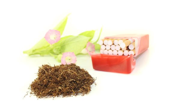Tobacco with cigarettes case and plant
