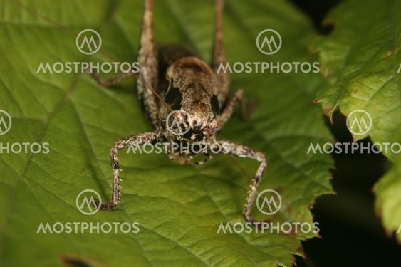 Wart-biter (Decticus verrucivorus)
