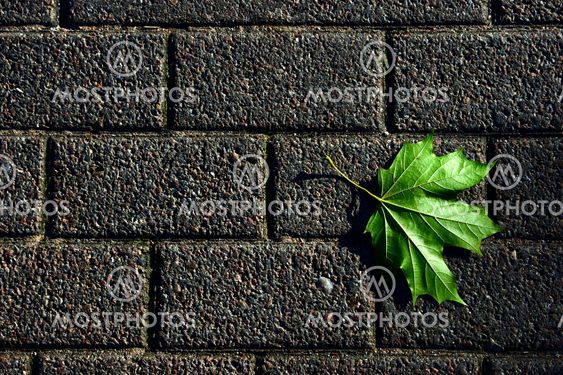 pavement with green leaf
