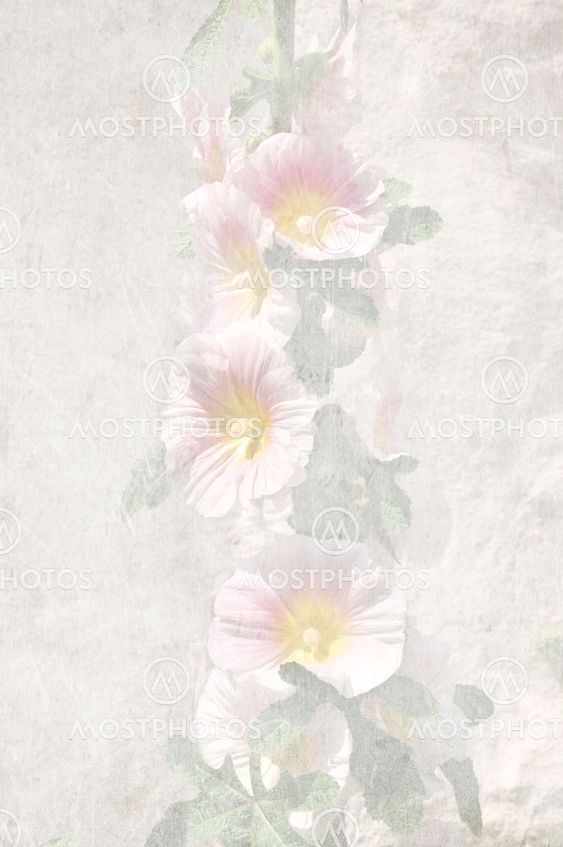 Pink hollyhock