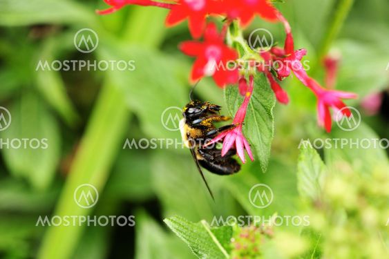 The Pollinator