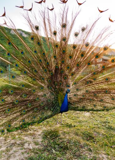 A vibrant peacock displaying its colorful feathers in a...