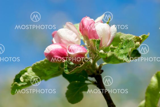 Apple blossom