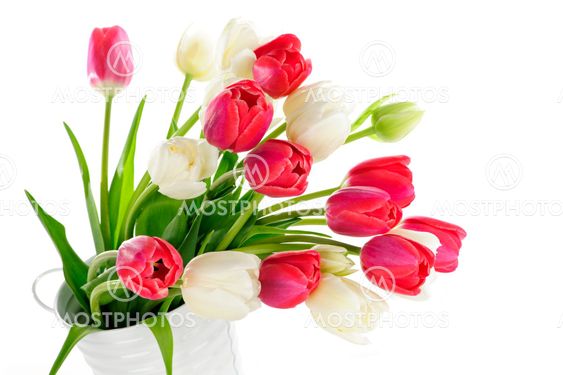 Red and white tulips