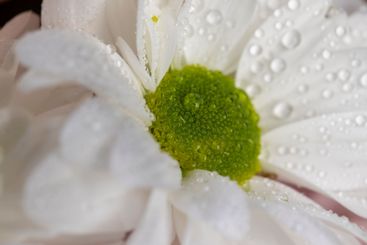 a bouquet of a large number of white flowers for a gift