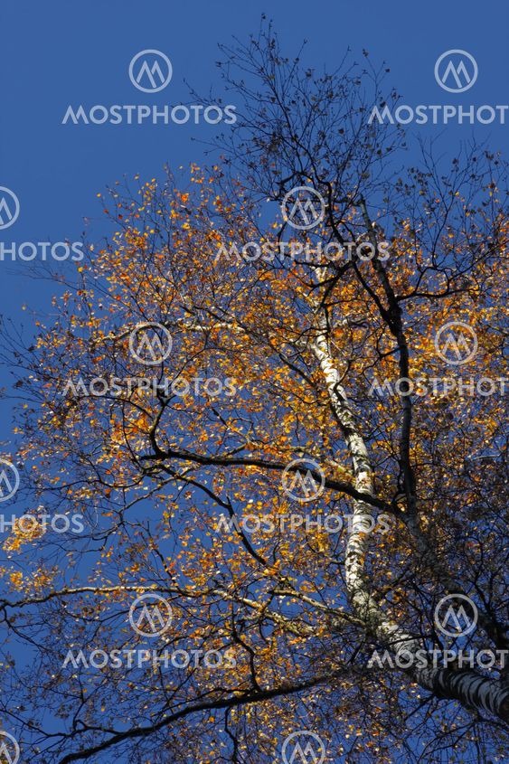 Golden birch