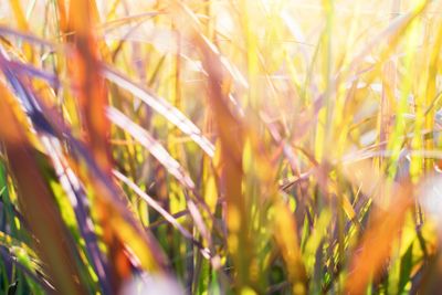 Light through summer grass bokeh Natural background