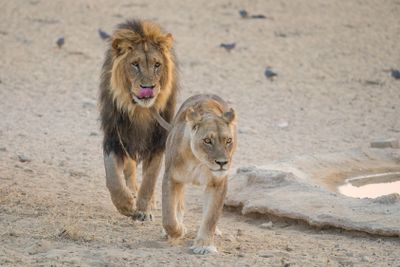 Lion Pair