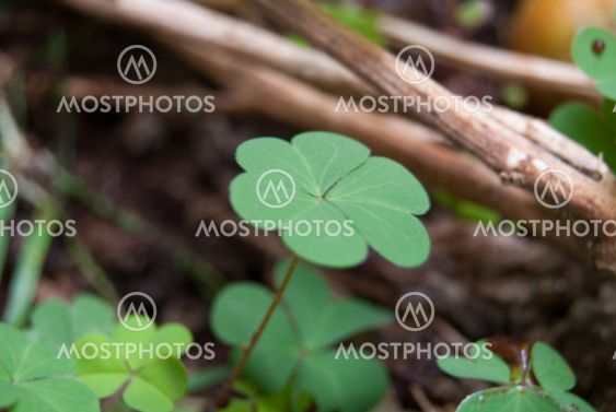 Clover