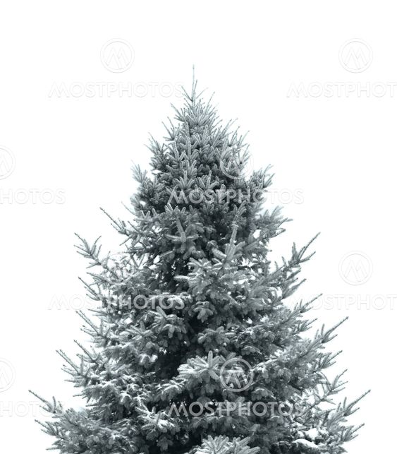 Dark green Christmas tree