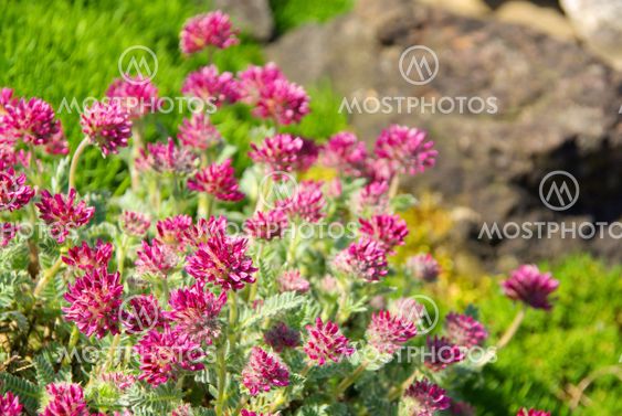 Wundklee - Anthyllis montana 06