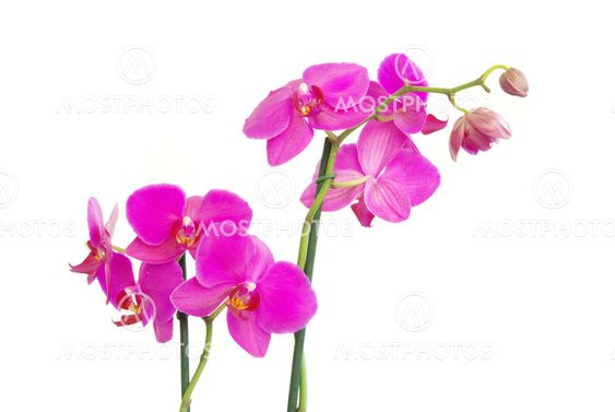 orchids