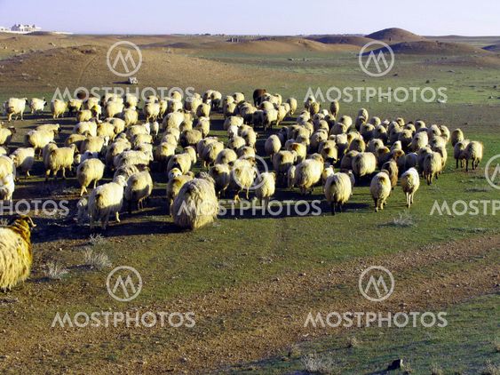Herd of Sheep