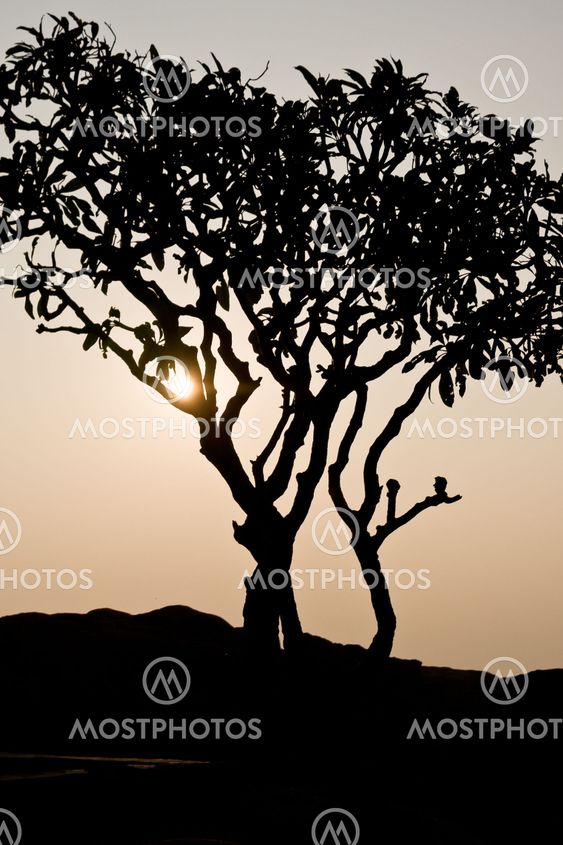 Sun shining through small tree silhouette