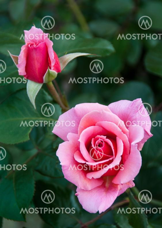 Pink Roses