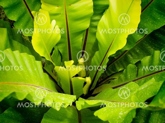 Green Leaves
