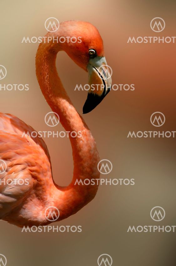 Mexican Flamingo