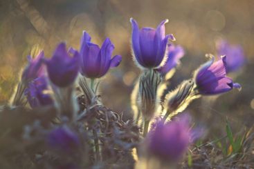 Spring flower. Nature with meadow and sunset. Seasonal...