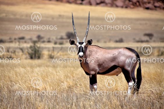 an oryx in the namib naukluft national park namibia africa
