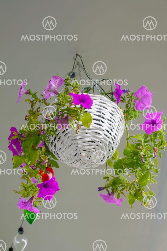 Petunia hybrida hort. ex Vilm, hanging flower in a white...