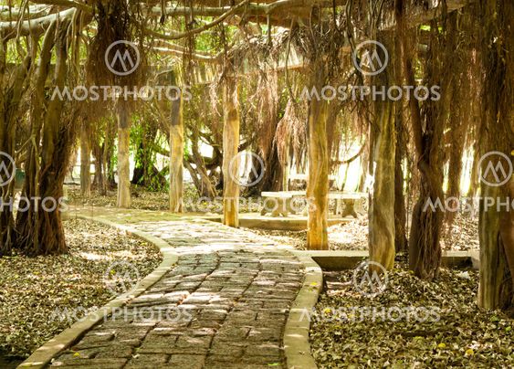 walk way with tree root in park