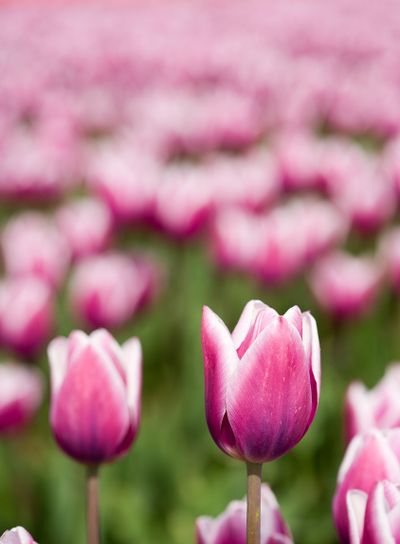 endless purple tulip field