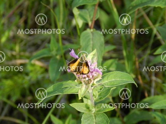Golden brown butterfly on purple flower