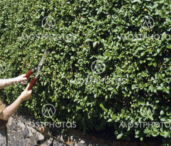 styckning hedge