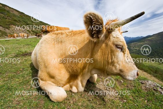 Cow in San Glorio, León (Spain)